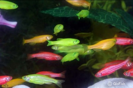 GFPの技術によってマルチカラーを発現するGloFish