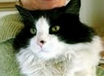 近隣住民を攻撃した罪で自宅軟禁命令を下された猫・ルイス