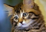 リトルニッキーは、料金をもらってクローニングされた最初の猫として有名
