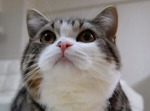 YouTubeで絶大な人気を誇るスター猫「まる」の顔アップ