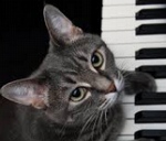 ピアノを弾く猫・ノラ