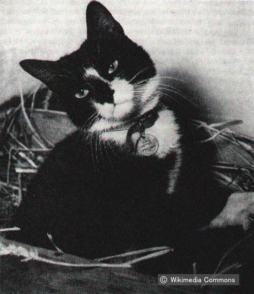猫として唯一ディッキンメダルを授与された船猫・サイモン