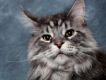 鼻先からしっぽの先までの長さが世界一の猫・スチューウィ(Stewie)