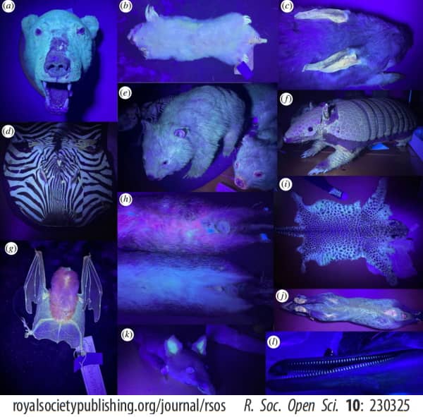 紫外線下で見たさまざまな哺乳動物の蛍光性