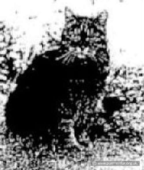 アンシンカブル・サムと思われる猫の写真