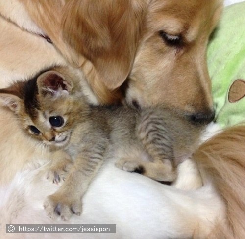 生前のわさびちゃんと、同居している犬ぽんちゃんとのツーショット写真