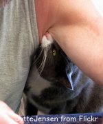 男性の脇の下の汗には、哺乳類全般をそわそわさせる危険なにおいが含まれている