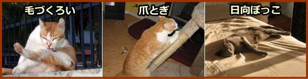 猫の身づくろい行動～毛づくろい・爪とぎ・日向ぼっこ