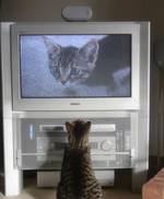猫に犬の鳴き声を聞かせたり、カラスの姿を見せることは、適度なストレス＝ユーストレスになってくれる