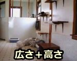 猫に必要なのは、他の個体から距離を置くのに十分な広さと高さ