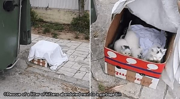 箱に入れられている子猫は飼育放棄や遺棄の可能性が高い