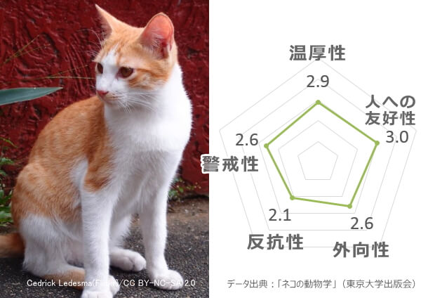 茶白猫の性格傾向