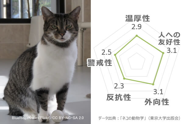 キジシロ猫の性格傾向