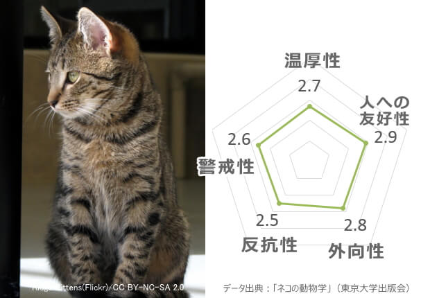 猫の性格はこうやって決まる 人なつこい猫に育てるための完全ガイド 子猫のへや