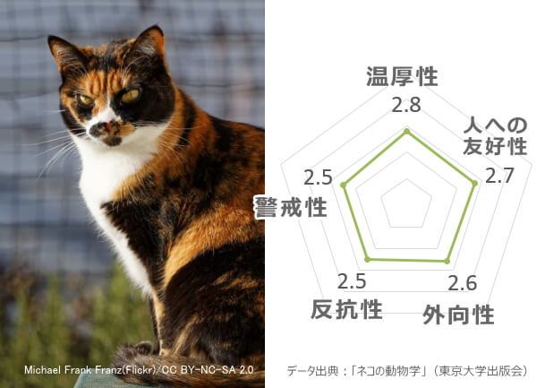 猫の性格はこうやって決まる 人なつこい猫に育てるための完全ガイド 子猫のへや