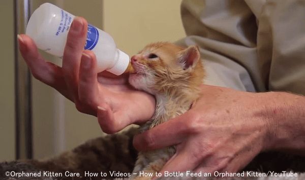 ミルクを飲んでいるときの子猫は前足をしきりに動かす