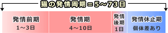 メス猫の発情周期~「発情前期」、「発情中期」、「発情後期」、「発情休止期」の4相から成る