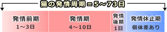 メス猫の発情周期～「発情前期」、「発情中期」、「発情後期」、「発情休止期」の4相から成る