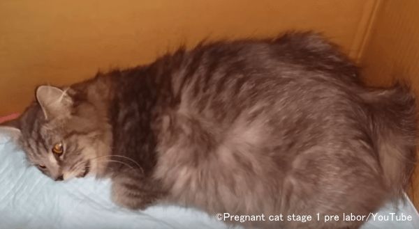 陣痛期に入ったメス猫は横たわって苦しそうに口呼吸を始める