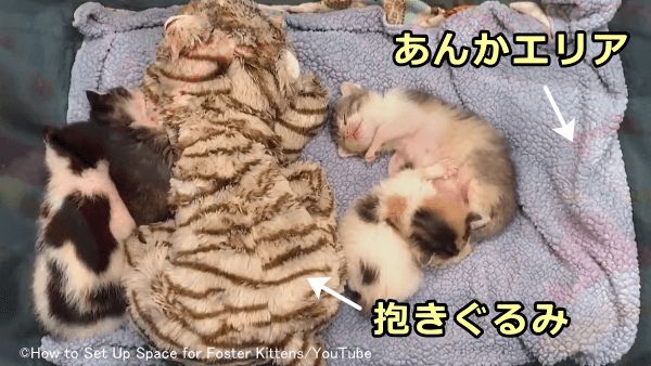 子猫が低体温に陥らないようベッドの中にあんかを用意してあげる