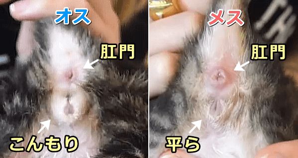 オス猫とメス猫の見分け方 見た目だけから性別を判断するコツ 子猫のへや