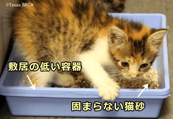 子猫の育て方 実践編 週齢ごとの適切な保育方法から子猫に多い病気まで 子猫のへや