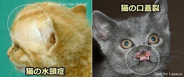 猫の先天的奇形である水頭症と口蓋裂