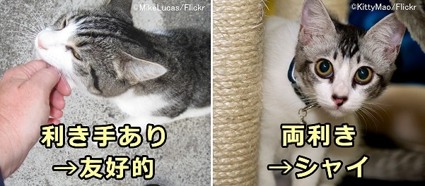利き手のある猫は「友好的」、両利きの猫は「シャイ」という傾向がある