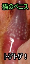 オス猫のペニスについているトゲ状の突起が、メスネコの陰部に刺激を与え、排卵を誘発します。