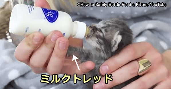 母乳の出を良くするために行う子猫の本能的な行動「ミルクトレッド」