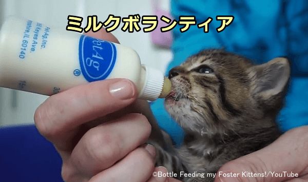 子猫が離乳するまでの期間限定で世話をするミルクボランティア