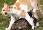 子猫を守ろうとして敵に対して攻撃的になる現象を、母性攻撃行動と呼ぶ