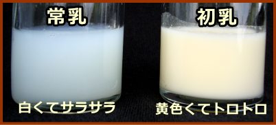 常乳が白くてサラサラしているのに対し、初乳は黄色くて粘調度が高く、トロトロしているのが特徴