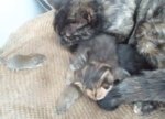 動物種を超えて子獣の世話をするのは、多胎動物特有の寛大さ