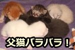 野良猫が産み落とした子猫の中には、毛色がバラバラなものが頻繁に観察される