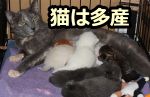 猫が1度の出産で産み落とす子の数は1～9匹