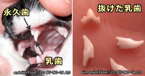 猫の乳歯は生後180日齢（6ヶ月齢）までの間にだいたい永久歯に入れ替わる