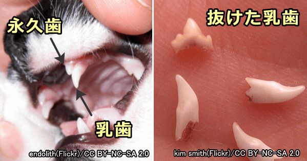 猫の乳歯は生後180日齢(6ヶ月齢)までの間にだいたい永久歯に入れ替わる