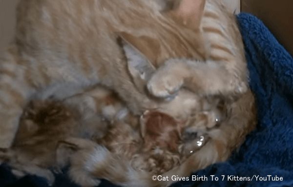 産出期のメス猫は、生まれてきた胎子の顔や下腹部を舐め、呼吸と排泄を促す