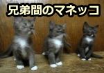 兄弟猫間での社会的学習が、子猫の行動獲得を促進する