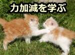 子猫同士は遊びの中で噛み付きや叩きの力加減を学んでいく