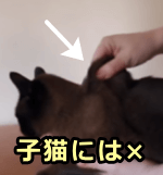 引き伸ばした皮膚の戻り具合から脱水を推測する「スキンテント」は子猫には使えない