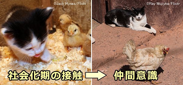 社会化期において他の動物と接触した猫は、その動物を自分の仲間だと思うようになる