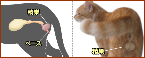 オス猫の去勢手術では精巣の摘出が行われます。