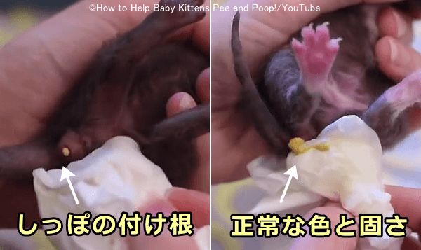 健康な子猫のうんちは黄土色のペースト