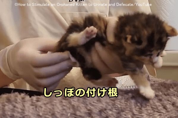 子猫のしっぽの付け根を軽く刺激してあげるとおしっこが出てくる