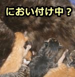 子猫は乳首に唾液をつけて自分専用の授乳場所を確保する