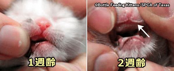 生後1週齢の子猫では歯が全く生えておらず、2週齢になってようやく切歯の先端がうっすらと見え始める