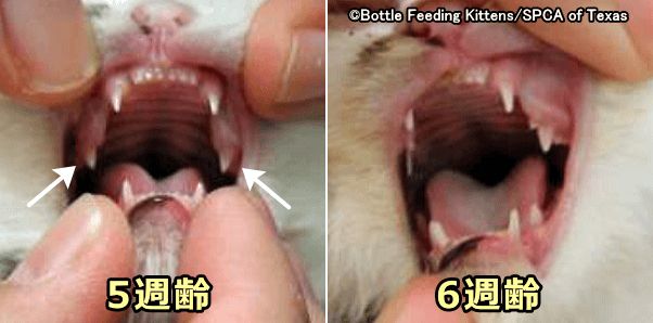 5週齢の子猫では後臼歯を除くすべての乳歯が伸び切る