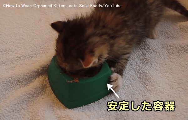 猫の離乳食は安定性のあるお皿に取り分けて与える